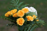 CR2_2388 The yellow roses