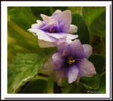 IMG_3089 Little violets