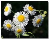 Little wild daisies along the road