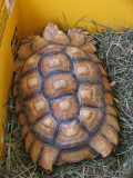IMG_3240_ The grand winner of the Pet Show - Russian Russian Tortoise