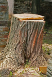 IMG_2358 Locus stump