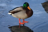 IMG_2725.JPG