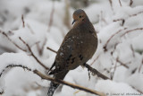 Morning Dove