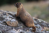 Marmot