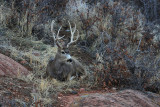 Bedded Buck