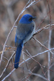 Western Scrub Jay