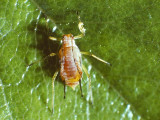 Aphid - Rose.jpg