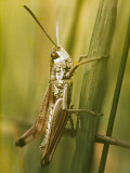 Grasshopper - common.jpg