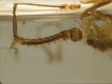 Underwater - Mosquito Larva (0001).jpg