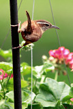 Carolina Wren s  tail 5-7=09.jpg