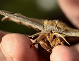 Female s Polyphemus moth-head20.jpg