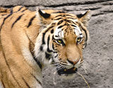 Amur Tiger s .jpg