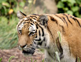 Amur Tiger Portrait s .jpg