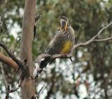 Yellow Wattlebird - Pelion Hut