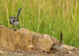 Pair of Superb Fairy Wrens 2