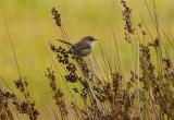 Female Superb Fairy Wren