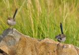 Pair of Superb Fairy Wrens