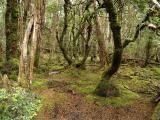 Fagus forest