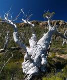 Old snow gum