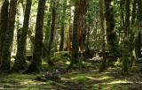 Pine Valley Forest