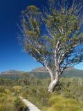Gum tree