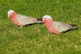 2 Galahs