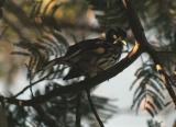 New Holland Honeyeater