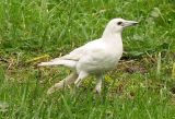 White white-backed Magpie in grass 2