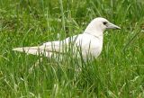White white-backed Magpie in grass