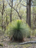 Grass tree - Xanthorrhoea