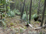 Xanthorrhoea forrest