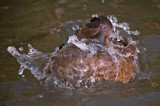 Preening