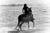 Horse in the sea