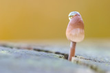 Mushroom with water hat