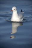Seagull + odd floating head !
