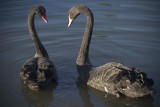 Black Swans