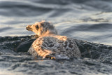 Baby Gull