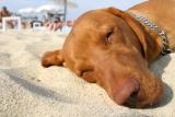 St Tropez beach - hot dog