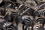 Masai Mara - Zebra