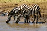 Masai Mara - Zebra drinking