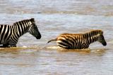 Masai Mara - Zebra Family