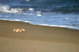 beached crab