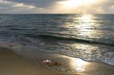 Taking a shine to some seaweed