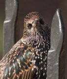 Starling