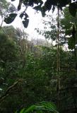 in Monteverde cloud forest