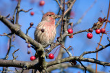 In the berries