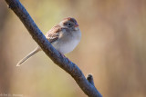 Fall perch