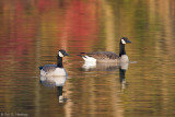 Fall reflections