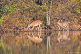 Deer reflection