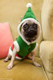 Holiday pug